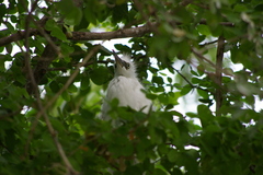 Egretta garzetta garzetta