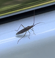 Stenodema trispinosum