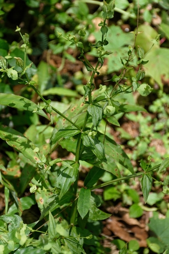 Image of Pierced Leaf Canscora (Canscora perfoliata) by (c) deepachandran, some rights reserved (CC BY-SA)