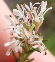Agathosma bifida
