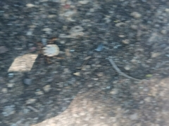 Amblyomma hebraeum