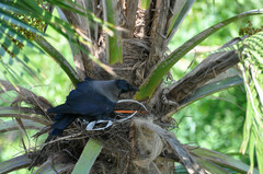 Corvus splendens