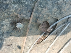 Amblyomma hebraeum