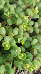 Euphorbia deltoidea subsp. deltoidea image