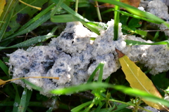 Didymium mucilago