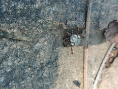 Amblyomma hebraeum