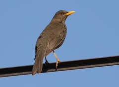 Turdus chiguanco