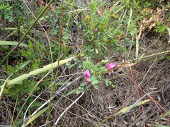 Indigofera langebergensis