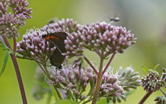 Satyrium w-album