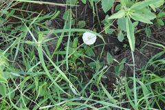 Convolvulus arvensis