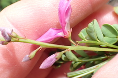 Indigofera langebergensis