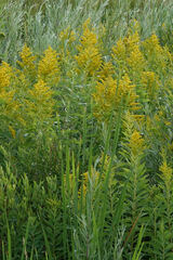 Solidago lepida