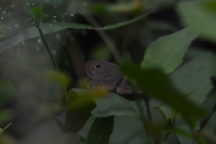 Ypthima baldus