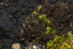 Lathagrium fuscovirens