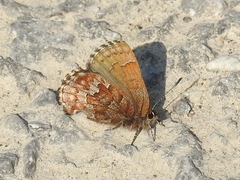 Callophrys niphon
