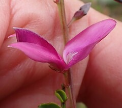 Indigofera langebergensis