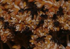 Meliponini