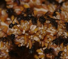Meliponini