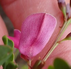 Indigofera langebergensis