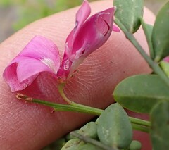 Indigofera langebergensis