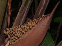 Meliponini