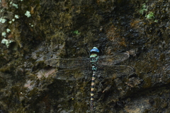 Anax immaculifrons