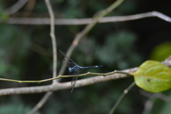 Hylaeothemis apicalis