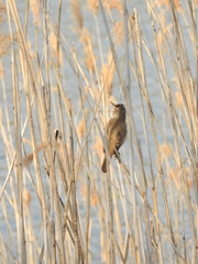 Acrocephalus arundinaceus