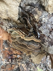 Phaeolus schweinitzii