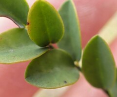Indigofera langebergensis