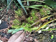 Dendroligotrichum dendroides