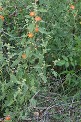 Sphaeralcea fendleri