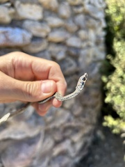 Psammophis leightoni
