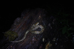 Bothrops atrox