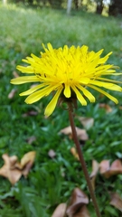 Taraxacum erythrospermum