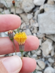 Porophyllum scoparium