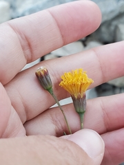 Porophyllum scoparium