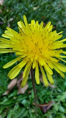 Taraxacum erythrospermum