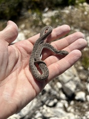 Dasypeltis scabra