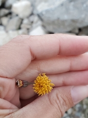 Porophyllum scoparium