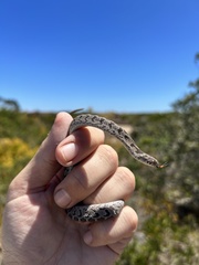 Dasypeltis scabra