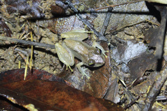 Pristimantis urichi