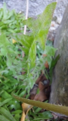 Taraxacum erythrospermum