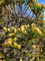 Ericameria laricifolia