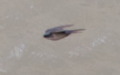 Orochelidon murina