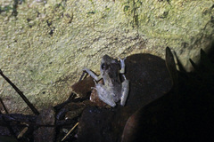 Pristimantis urichi