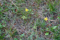Cymopterus lemmonii