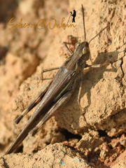 Aiolopus thalassinus tamulus