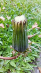 Taraxacum erythrospermum