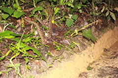 Bothrops atrox